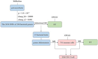 Role of immune cells in mediating the effect of gut microbiota on Hashimoto’s thyroiditis: a 2-sample Mendelian randomization study